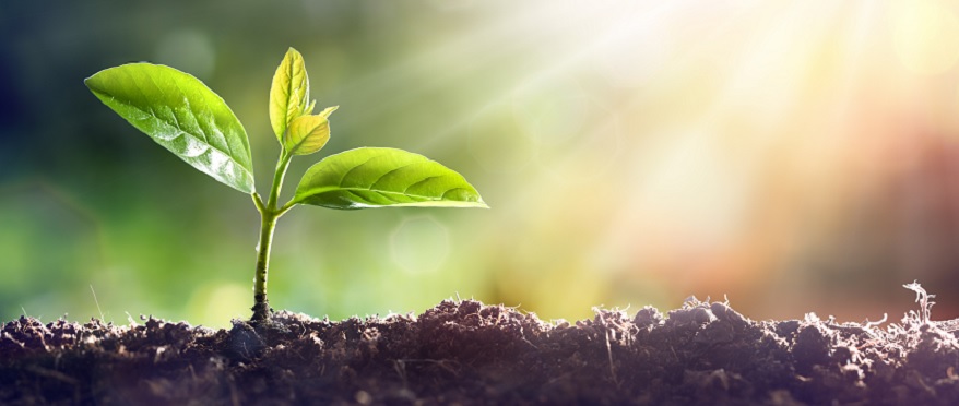 Coming Soon: Updated EU Regulations for Imports of Plants and Food Products
